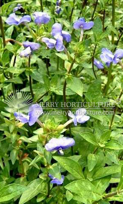 Ocanthus purple